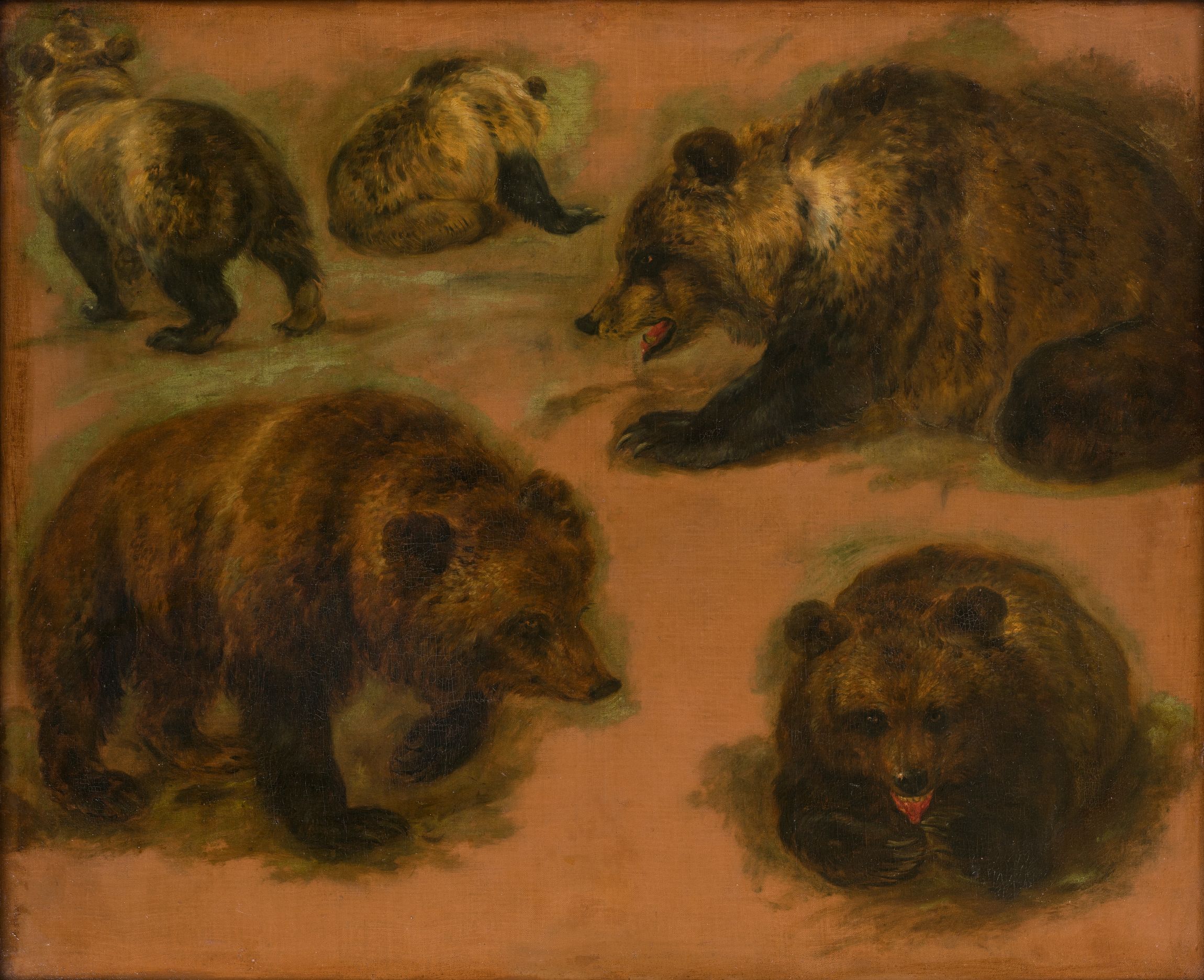 Etudes d'un ours brun