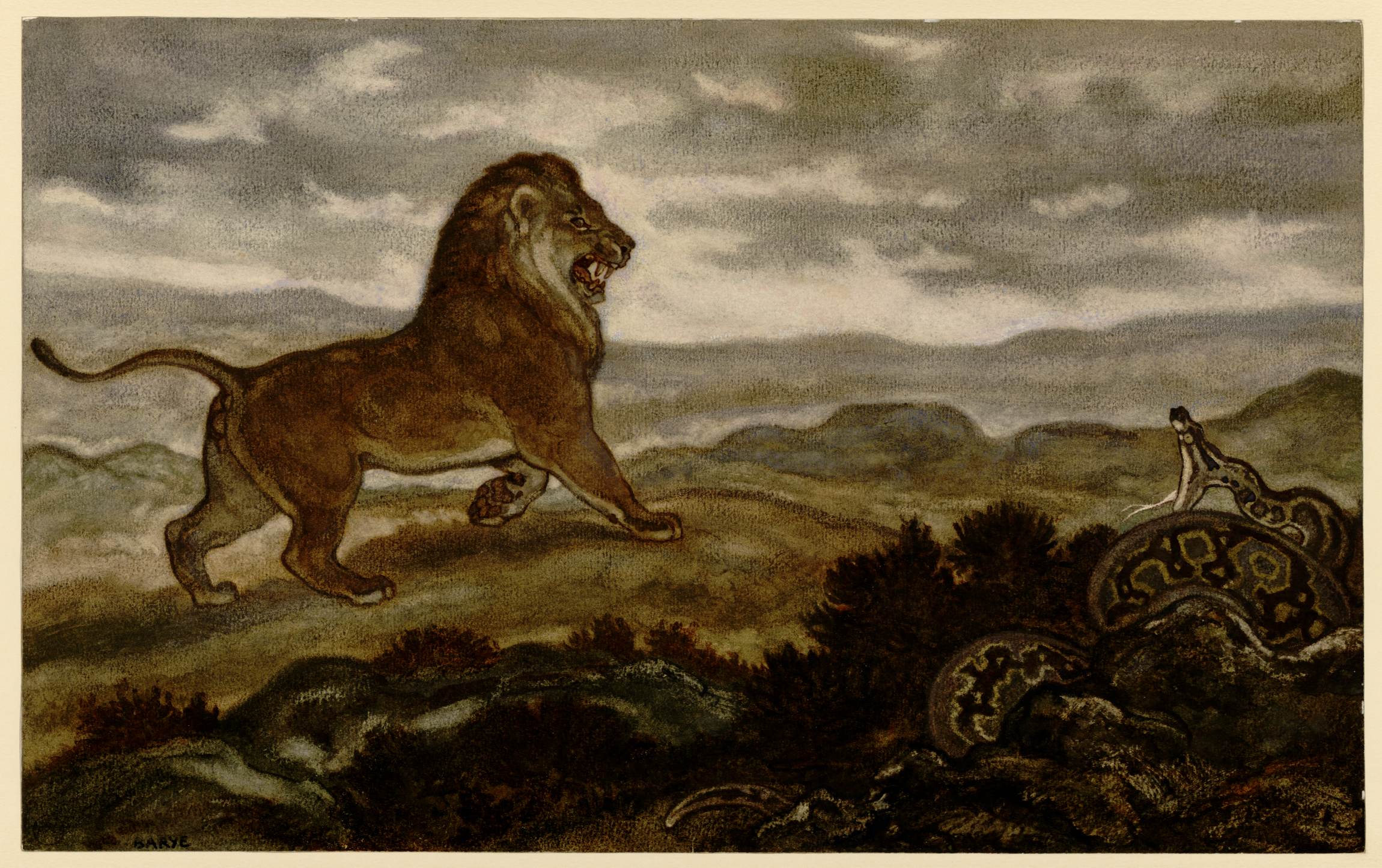 Lion en arrêt devant un python